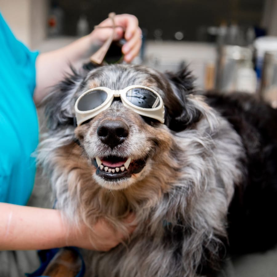 Cold Laser Therapy, Pflugerville Veterinarians